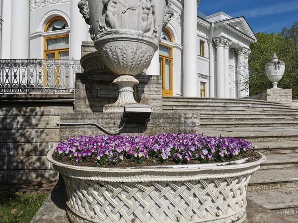 Macizo Flores Con Una Viola Rosa Junto Jarrón Del Palacio —  Fotos de Stock