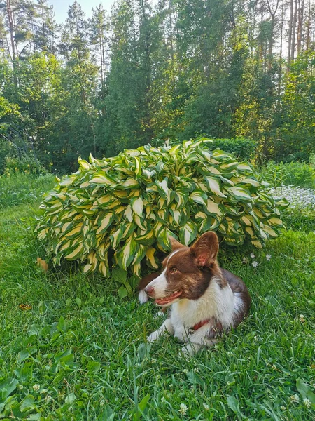 Cardigan Galês Marrom Branco Corgi Encontra Jardim Grama Com Flores — Fotografia de Stock