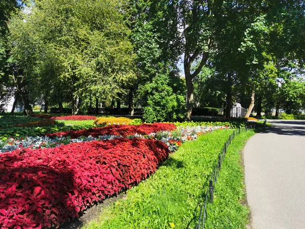 Parterres Fleurs Dans Parc Avec Coleus Hosta Plantes Avec Des — Photo