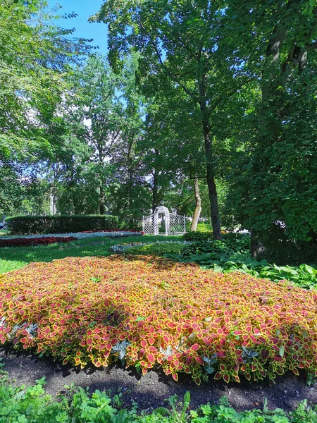 Круглый Цветочный Сад Парке Кольем Который Имеет Красные Листья Желтым — стоковое фото
