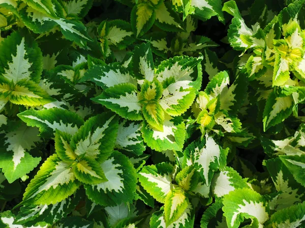 Floraler Hintergrund Grüne Coleus Blätter Mit Weißer Mitte Einem Sonnigen — Stockfoto