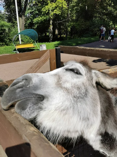 Åsna Lade Huvudet Träskiljevägg Parken Solig Sommardag — Stockfoto