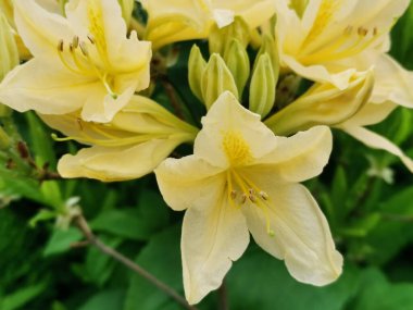 Sarı Japon rhododendronu (Latince: rhododendron japonicum) (A. Suring var. Aureum Wils) St. Petersburg Botanik Bahçesinde.