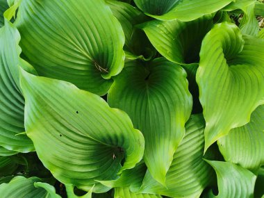 St. Petersburg Botanik Bahçesi 'nin en üst manzaralı büyük yeşil hosta yaprakları..