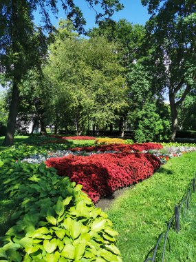 Parkta koleüslü çiçek yatakları, ev sahibi ve güneşli bir yaz gününde gümüş yapraklı bitkiler..