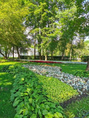 Parkta koleüslü çiçek yatakları, ev sahibi ve güneşli bir yaz gününde gümüş yapraklı bitkiler..