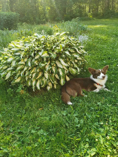 Cardigan Corgi Gallois Brun Blanc Trouve Dans Jardin Sur Herbe — Photo