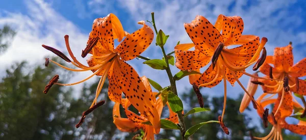 Çiçek açan Lily Lanceolate-Tiger Lily 'nin (Latin Lilium Lancifolium Thunb (Lilium tigrinum Ker-Gawl) altından bak. Bulutlu mavi gökyüzüne karşı yağmur damlalarında.