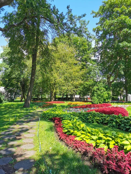 Güneşli bir yaz gününde çiçek tarlaları ile koleus arasında uzanan yuvarlak kesim ağaçlarının olduğu parkta bir patika..