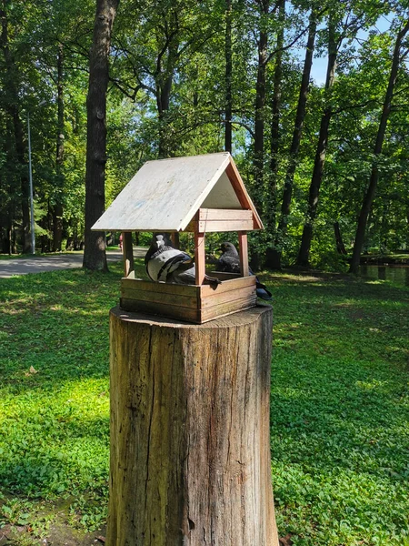 One Pigeon Sitting Wooden House Feeder Birds Squirrels Other Sitting — Stock Photo, Image