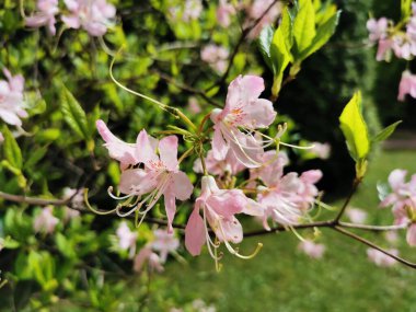 Soluk pembe rhododendron Vaseyi çiçekleri (Latince: rhododendron vaseyi (A. St. Petersburg botanik bahçesinde..