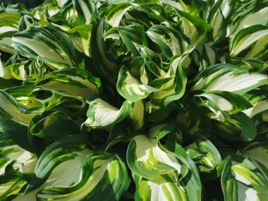 Beyaz-yeşil genç hosta yapraklarının arka planı. Üst görünüm.