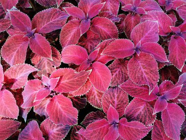  Çiçek arkaplanı - Güneşli bir yaz gününde kırmızı coleus yeşil uçlu yapraklar.