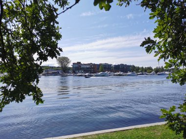 Krestovsky Adası açıklarında duran yatların manzarası güneşli bir yaz gününde bulutlu mavi gökyüzünün arka planında bir meşe ağacının dalları ve yaprakları arasında.