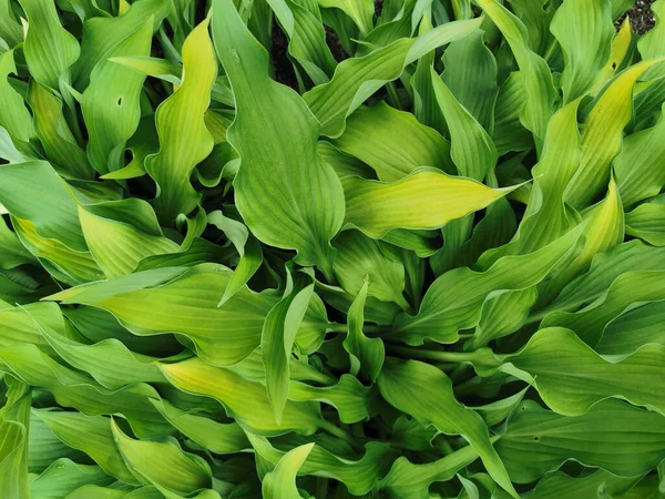 St. Petersburg Botanik Bahçesi 'nde dar yeşil hosta yaprakları..