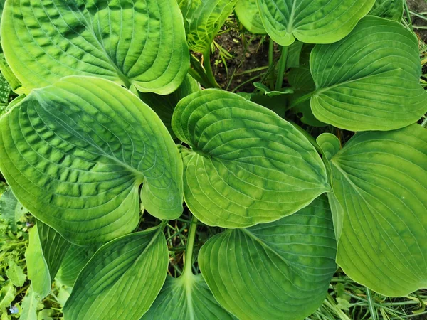 Hosta Verde Redondo Grande Vista Superior Jardín Botánico San Petersburgo —  Fotos de Stock