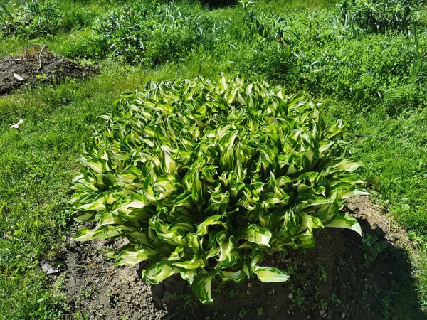 Een Bloembed Van Gastheren Met Wit Groene Jonge Bladeren Tuin — Stockfoto