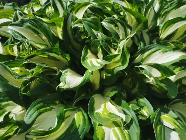 Beyaz-yeşil genç hosta yapraklarının arka planı. Üst görünüm.