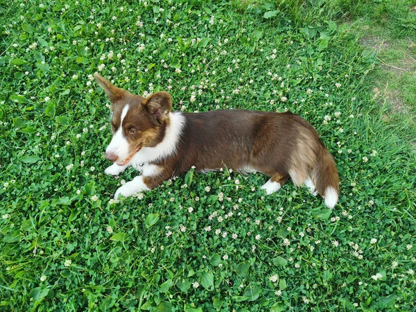 Trávě Mezi Květy Jetele Bílého Leží Hnědý Bílý Velšský Corgi — Stock fotografie