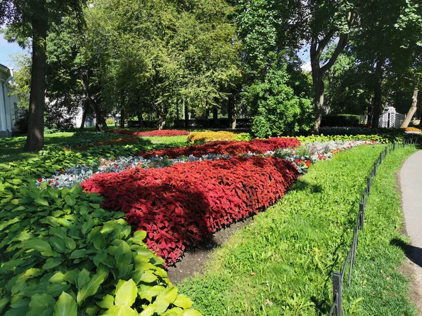 Parterres Fleurs Dans Parc Avec Coleus Hosta Plantes Avec Des — Photo