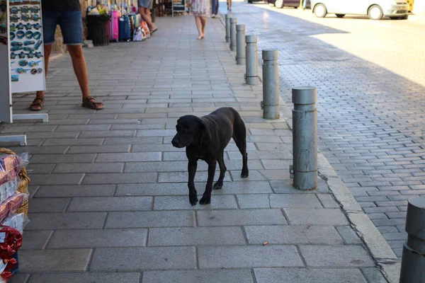 Perro Negro Callejero Acera Calle Famagusta Chipre — Foto de Stock