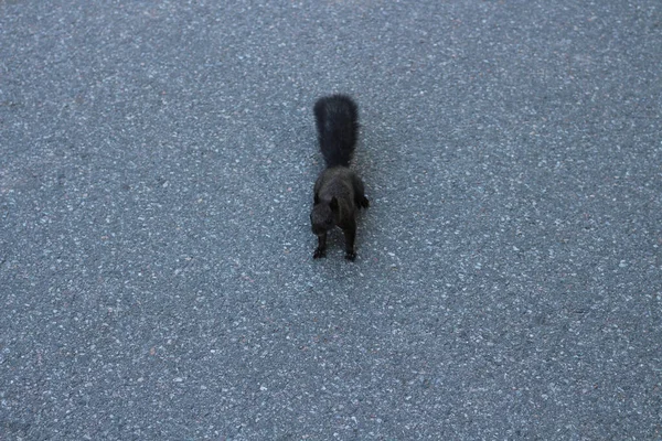 Esquilo Preto Uma Estrada Asfalto Cinza Parque Elagin São Petersburgo — Fotografia de Stock