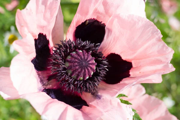 Gros Plan Une Fleur Rose Ouverte Coquelicot Décoratif Papaver Avec — Photo