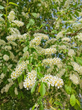 Güneşli bir bahar gününde, St. Petersburg 'daki Elagin Adası' ndaki parkta kiraz çiçeği kabarıklığı..