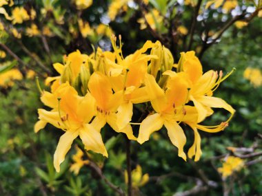 St. Petersburg botanik bahçesinde sarı rhododendron çiçekleri ve tomurcukları.