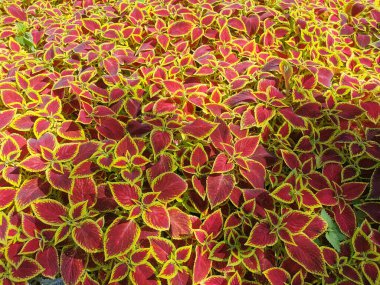 Çiçek arka planda, güneşli bir yaz gününde kırmızı yapraklı, sarı kenarlı bir coleus..