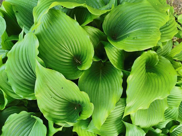 Hosta Verde Brillante Grande Hojas Vista Superior Jardín Botánico San —  Fotos de Stock