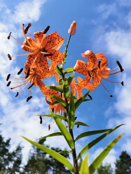 릴리의 Lilium Lancifolium Thunb Lilium Tigrinum Ker Gawl 구름으로 하늘을 — 스톡 사진