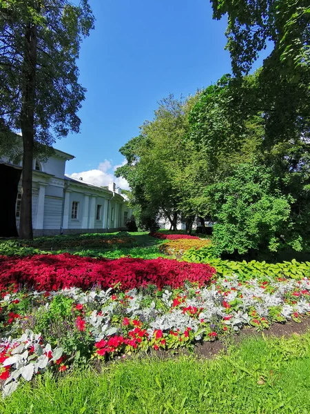 Macizos Flores Parque Con Coleus Hosta Plantas Con Hojas Plata —  Fotos de Stock