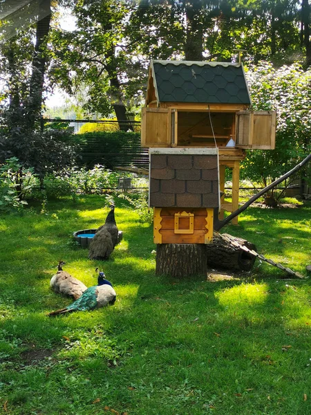 Pavone Pavoni Sull Erba Nel Parco Accanto Una Casa Legno — Foto Stock