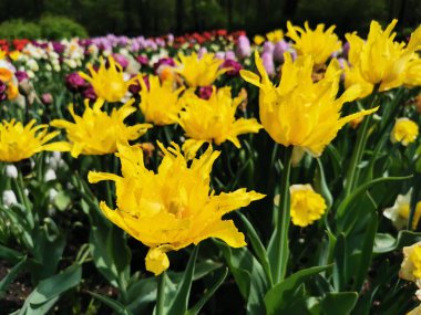 Sarı iğne şeklinde, çok yapraklı laleler. St. Petersburg 'daki Elagin Adası' ndaki lale festivali..