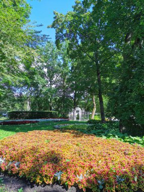 Güneşli bir yaz gününde, sarı kenarlı kırmızı yaprakları olan, parktaki bir çiçek bahçesi..