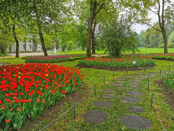 Grandes Macizos Flores Con Tulipanes Rojos Otros Entre Ellos Camino —  Fotos de Stock