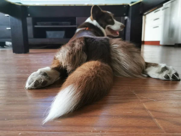 Kahverengi ve beyaz bir Galli Corgi hırkası yerde yatar, arka bacakları açıktır. Beyaz uçlu kabarık kuyruğun yanından bak.