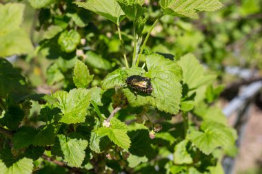 Sarkık bacaklı büyük yeşil uçan bir böcek üzümlü bir yaprağın üzerinde oturur..