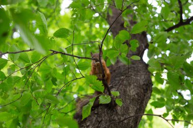 Dişinde fındık olan bir kırmızı sincap yaprakların arasında bir dala oturur..