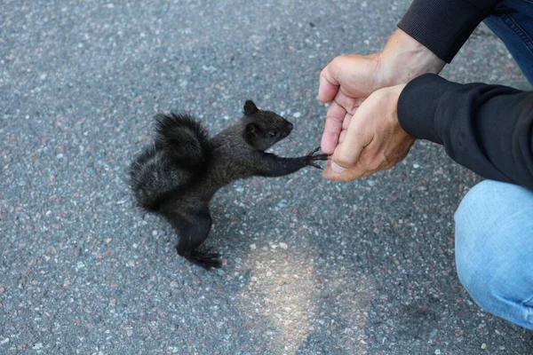 Esquilo Preto Uma Estrada Asfalto Cinza Chega Para Mãos Homem — Fotografia de Stock