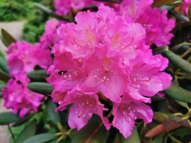 St. Petersburg Botanik Bahçesi 'nde inci erkekli pembe rhododendron