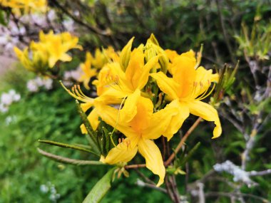 St. Petersburg botanik bahçesinde sarı rhododendron çiçekleri ve tomurcukları.