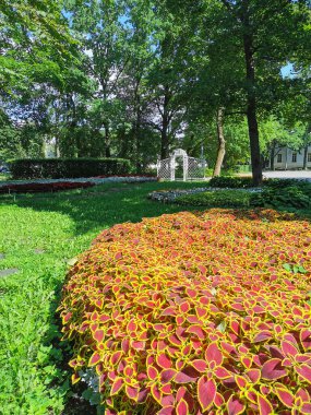 Güneşli bir yaz gününde, sarı kenarlı kırmızı yaprakları olan, parktaki bir çiçek bahçesi..