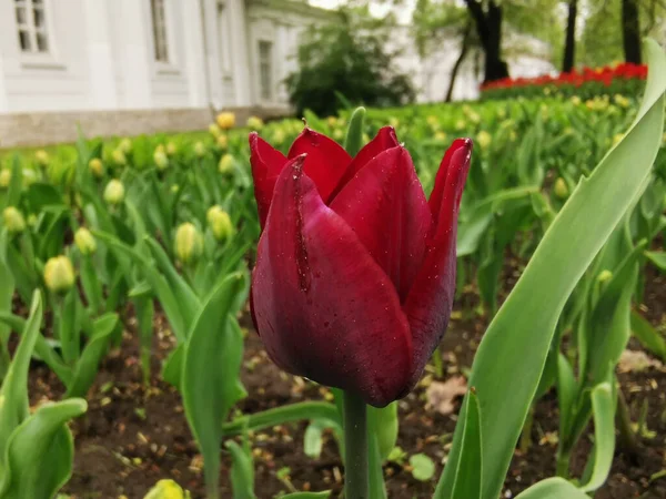 Yeşil yapraklardan oluşan bir yatakta yaprağın dış tarafında siyah çizgiler olan kırmızı bir lale. St. Petersburg 'daki Elagin Adası' ndaki lale festivali..