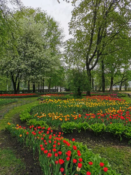 Grandes Macizos Flores Con Tulipanes Coloridos Día Primavera Entre Árboles —  Fotos de Stock