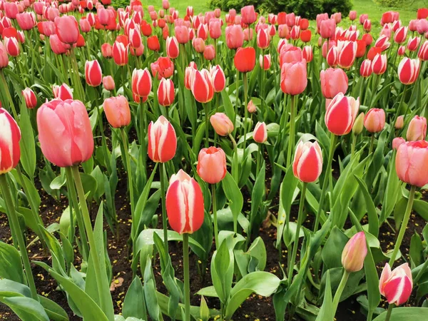 Parterres Fleurs Avec Des Tulipes Roses Rouges Avec Une Bordure — Photo