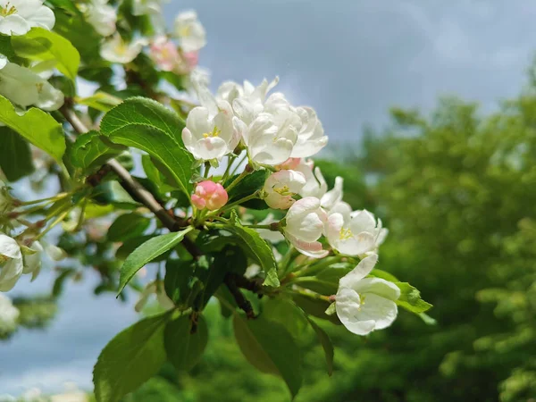 Ramo Uma Árvore Maçã Com Flores Brancas Rosa Fundo Céu — Fotografia de Stock