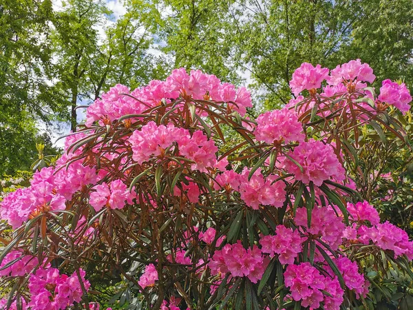 Arbusto Com Flores Botões Rosa Lilás Makino Rododendro Latim Rhododendron — Fotografia de Stock