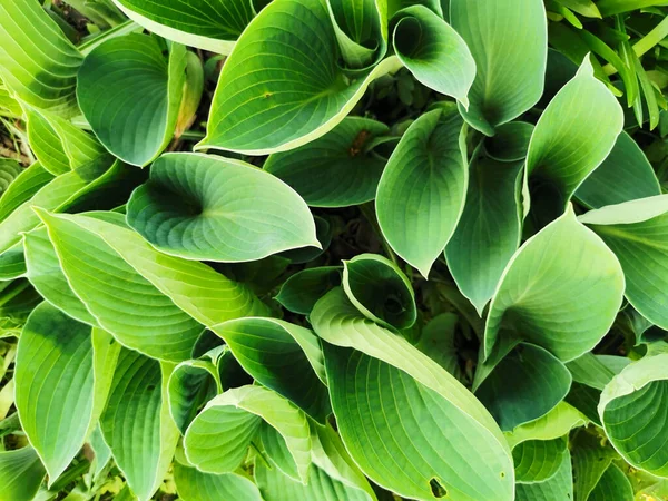 Hosta Verde Mate Alargado Vista Superior Jardín Botánico San Petersburgo —  Fotos de Stock